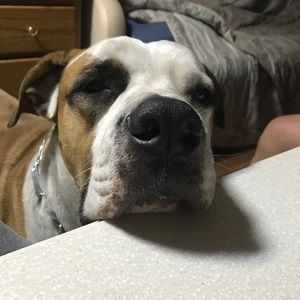 Meet your Posher, SNLaccessories